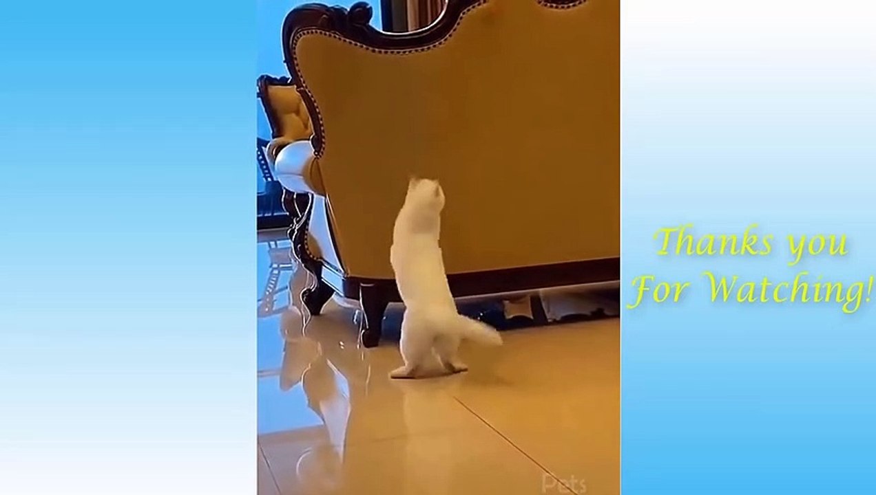 Cute Pets And Funny Animals Compilation #6