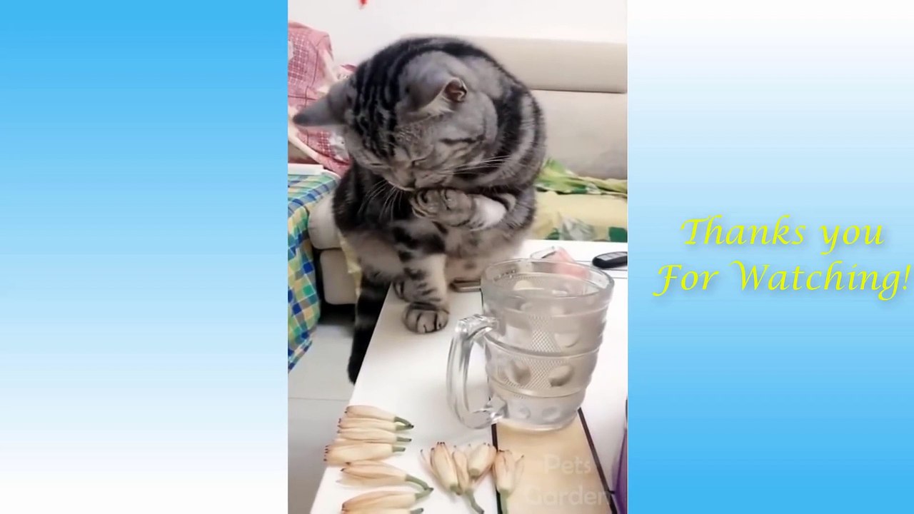 Cute Pets And Funny Animals Compilation #9