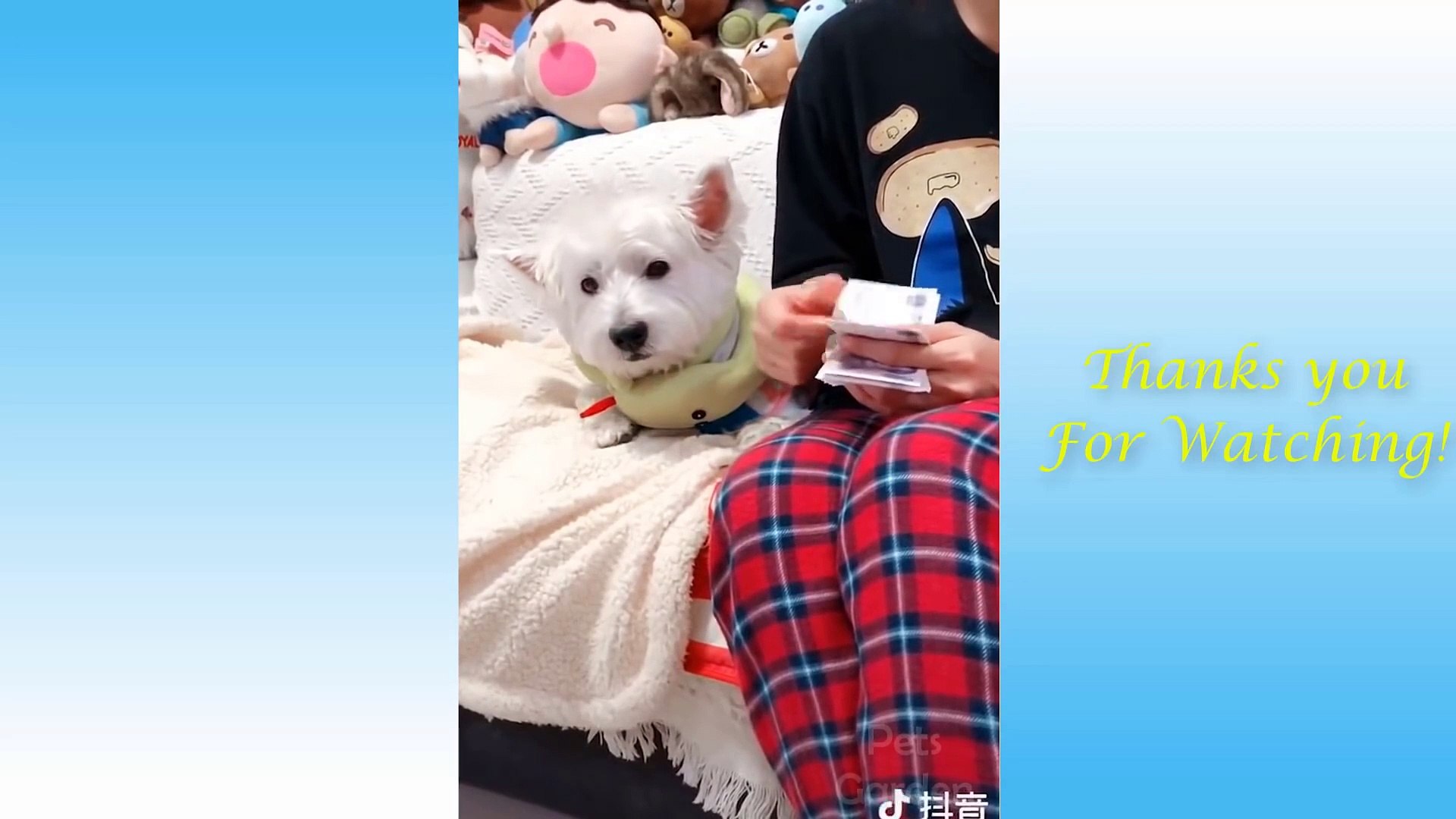 Cute Pets And Funny Animals Compilation #10