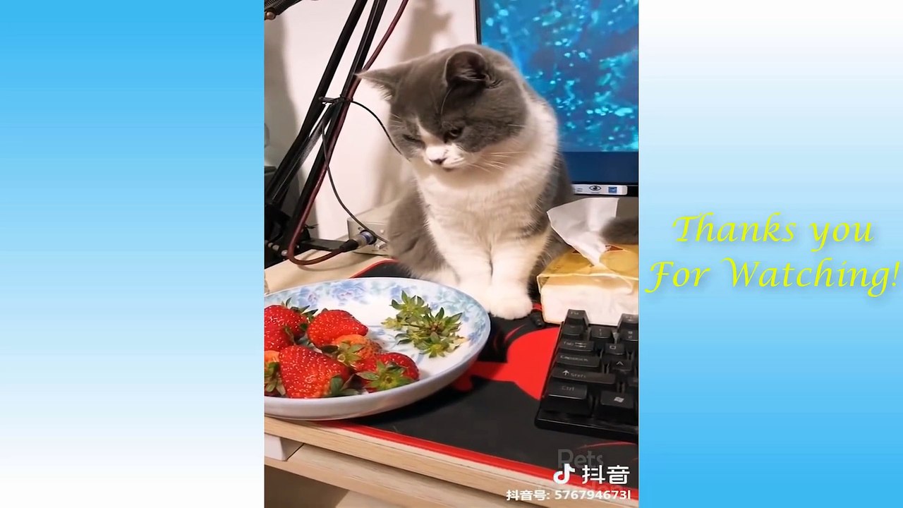 Cute Pets And Funny Animals Compilation #11
