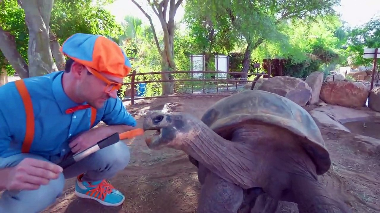 Blippi visita un zoológico (Phoenix Zoo) | Compilacion | Vídeos para bebés part 1