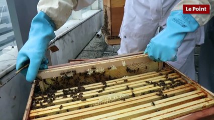 Les abeilles du Point ont-elles fait leur miel ?
