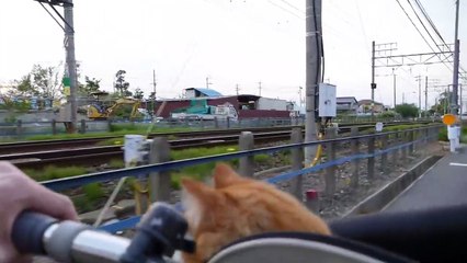 Seal Strawberry Daifuku【イチゴ大福】