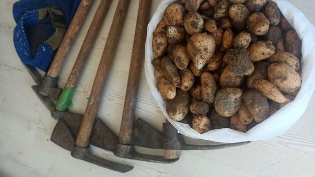 Salep soğanı toplayan beş kişiye 419 bin 690 TL ceza