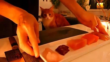 Cat food vs. homemade cat food