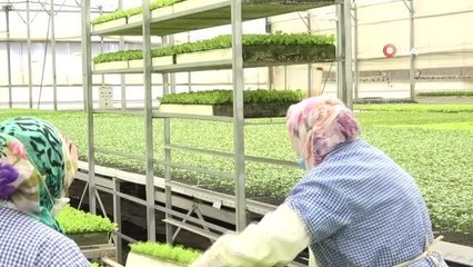 Milyonlarca sebze fidesi elde kaldı