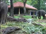 Cute baby elephant at Elephant Training Center in Kodanad, Kerala