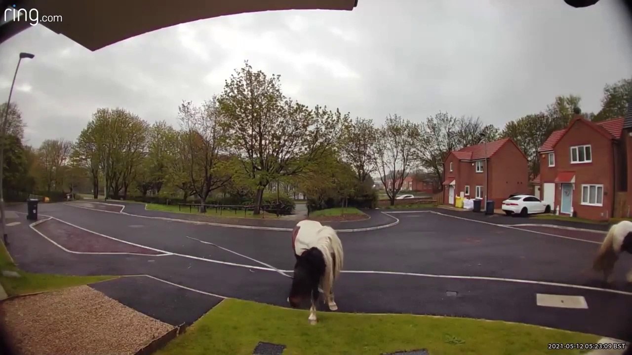 Horses roaming loose in Peterlee