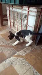 black n white kitten daily