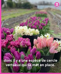 Nouveau Monde : Murs à Fleurs