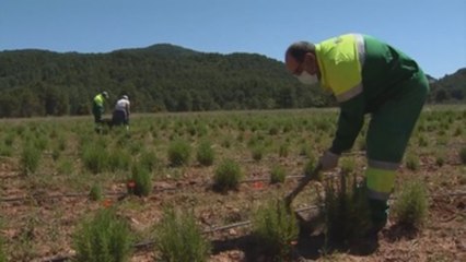 Campus Diversia apoya el empleo rural de personas con discapacidad en Valencia