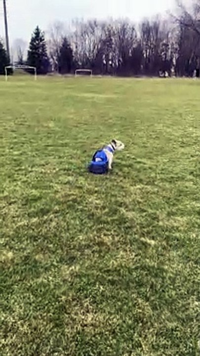 Disabled Doggy Still Enjoys Exercise