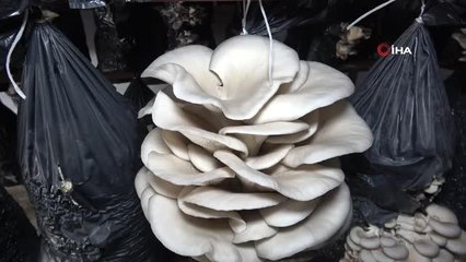 Orta ve Doğu Karadeniz'in mantarı Samsun'dan
