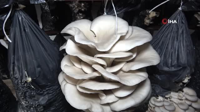 Orta ve Doğu Karadeniz'in mantarı Samsun'dan