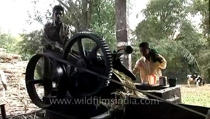 Jaggery or 'bella' making factory in Karnataka