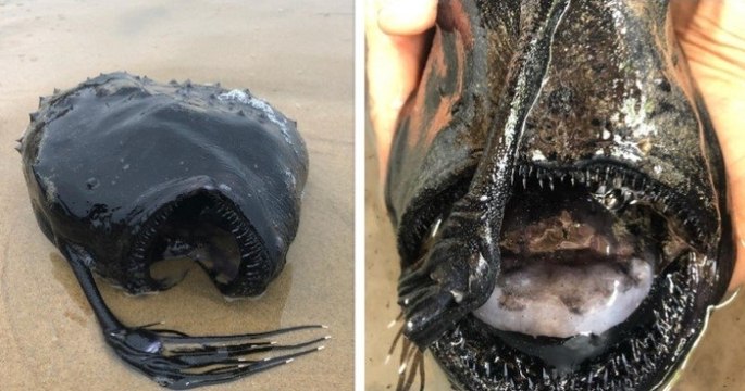 Californie : ce gros poisson, qui vit dans les profondeurs des océans, s'est échoué sur une plage