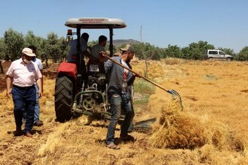 - Kilis'te mercimek hasadı başladı