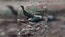 Dünya’nın en zehirli yılan türlerinden biri Şanlıurfa’da görüldü