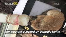 Fox Cub Outfoxed by Plastic Bottle That Got Stuck on Its Head!