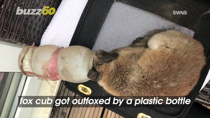 Fox Cub Outfoxed by Plastic Bottle That Got Stuck on Its Head!