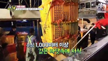 후포리 붉은 대게의 치명적인 비주얼! 물 좋은 게는 따로 있다?