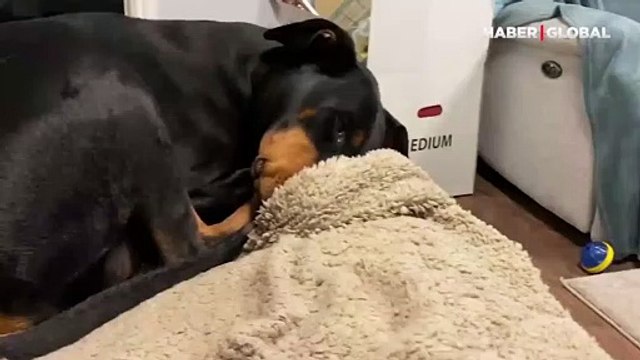 Rüyasında havlayan köpek kamerada