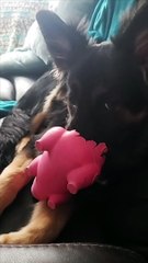 Puppy Finds New Way of Playing With Toy Pig