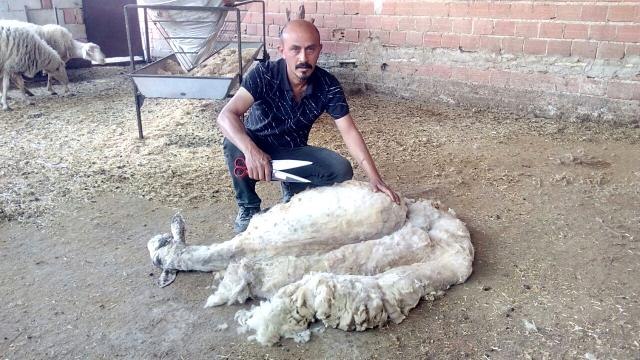 - Kınalı kuzulara bayram makyajı