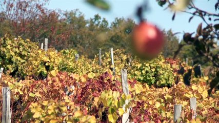 Catherine Roques, vigneronne : "Des événements comme Vino Bravo réaniment la flamme de nos métiers"