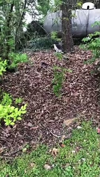 Kitty Watches on as a Snake Devours Another Snake