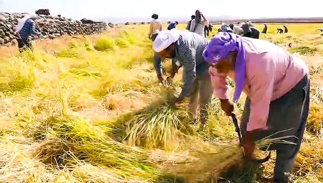 Karacadağ'da pirinç hasadı başladı