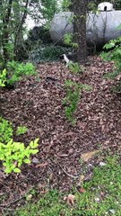 Kitty Watches on as a Snake Devours Another Snake