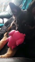 Puppy Finds New Way of Playing With Toy Pig