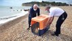 Hubble the seal being released back into the sea from Pett Level beach, East Sussex