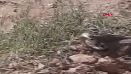 ŞANLIURFA ENGEREKLERİN 'ÇİFTLEŞME DANSI'