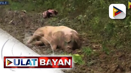Pondo ng Department of Agriculture, posibleng i-realign para sa pagpaparami ng baboy; Sec. Dar: BAI, magsasagawa ng random testing sa mga imported meat at meat products
