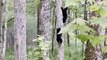 Mama Bear Watches as Cubs Climb Tree