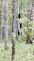 Mama Bear Watches as Cubs Climb Tree