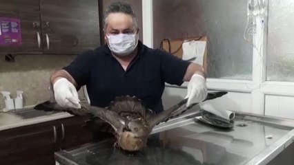 Yaralı halde bulunan arı şahini tedavi altına alındı