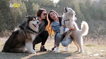People Spend These Many Hours Researching Their Pet’s Symptoms Online