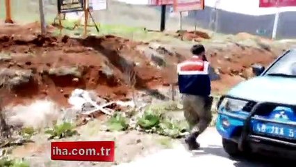 Mezbahadan kaçan danaları tüfekle vurdu!