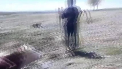 Nehrin kenarında çamura saplanan 2 ineği itfaiye kurtardı
