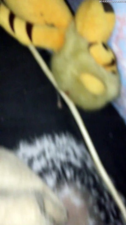 Secret Agent Hamster Gets Caught Climbing