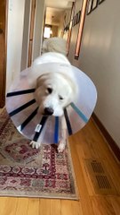 Satellite Dish Doggo Comes in for Landing