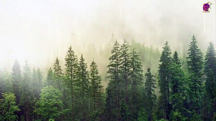 15 Minute Super Relaxing Music | Rain | Trees | Forest | Mindfulness | Anxiety-Relief | Theraputic | Beautiful | Healing | Positive Energy | Joyful | Focus