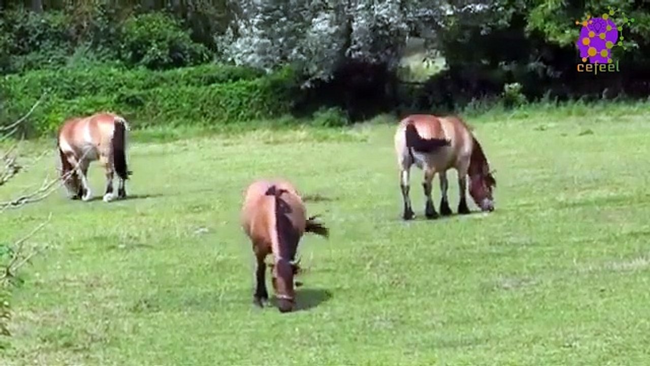 15 Minute Natural Healing Music | Landscape | Ocean | Animals | Serene | Calming | Deep Relaxation | Be in Present Moment | Stress-Relief  | Self-love | Anti-Depression | Joyful