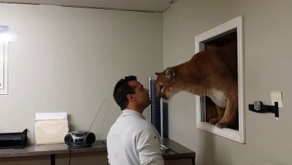 Ce puma rend visite à son maitre par la fenetre pour lui faire un gros calin