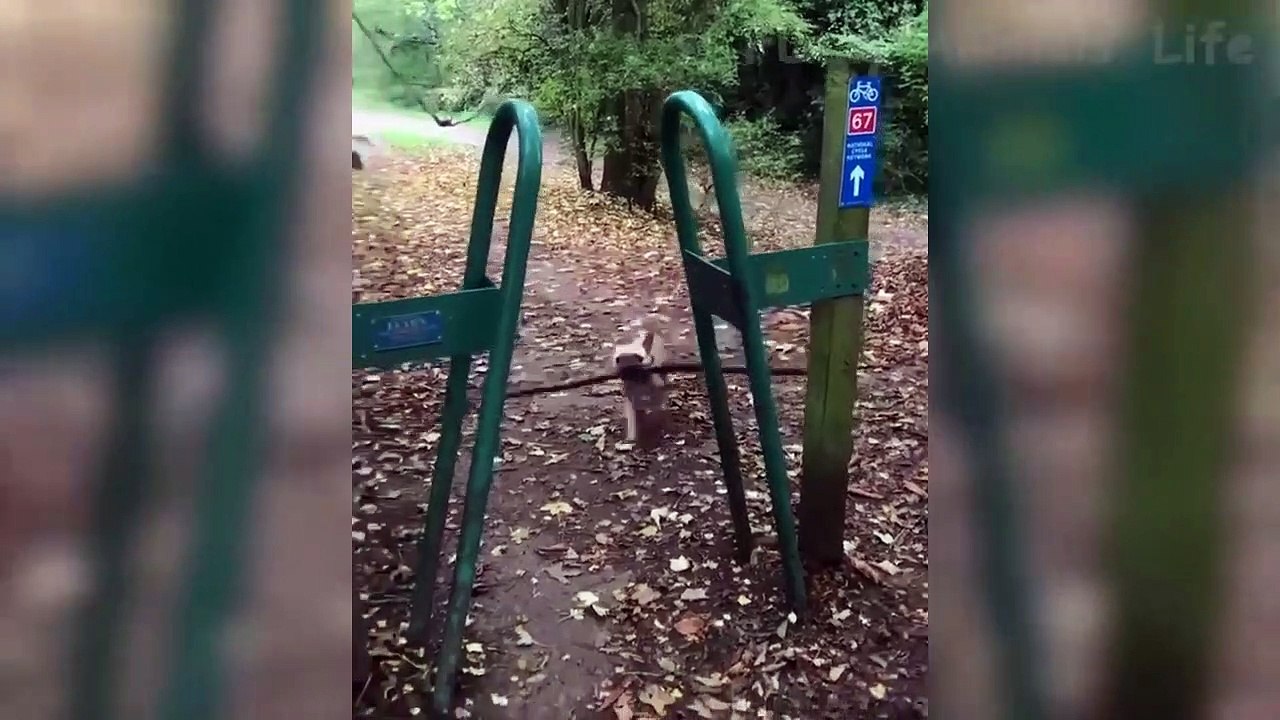 Funniest  Dogs and  Cats - Awesome Funny Pet Animals Videos ep 02