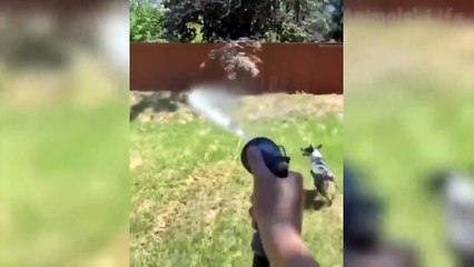 Funniest  Dogs and  Cats - Awesome Funny Pet Animals Videos ep 07