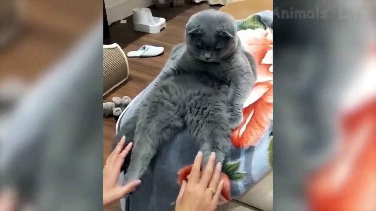 Funniest  Dogs and  Cats - Awesome Funny Pet Animals Videos ep 10